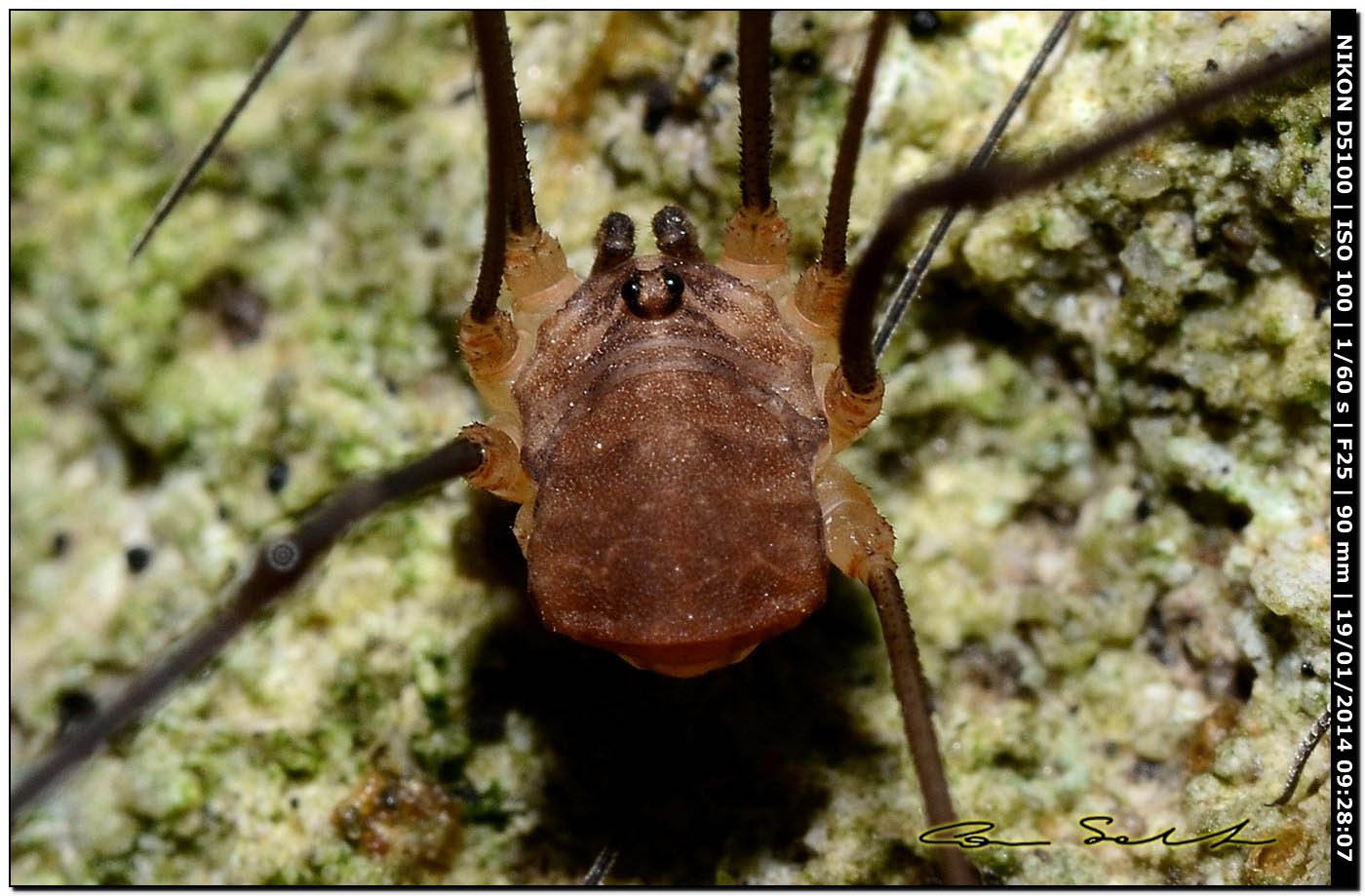 Nelima sp. ♂